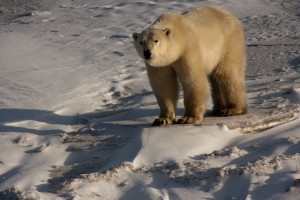 Churchill Polar Bears-14
