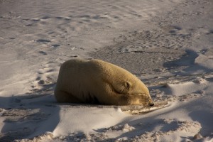 Churchill Polar Bears-15