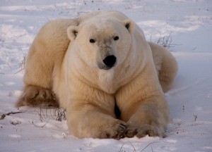 Churchill Polar Bears-40