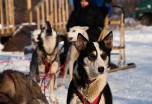 Churchill Polar Bears-68